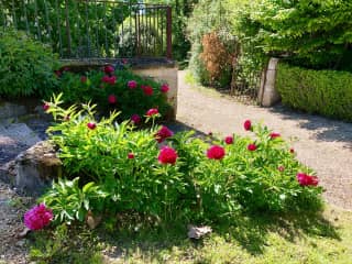 Peonies in the garden