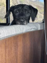 Pearl in the RV