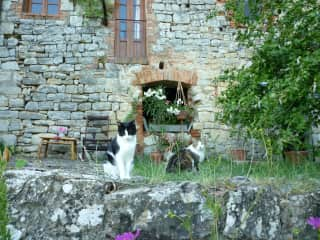 Tuscan kitties