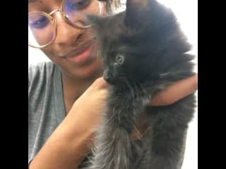 Volunteering at my local shelter during kitten season