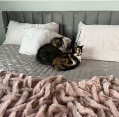 Tyson and Momma (a bonded pair) sleeping on the bed.