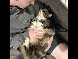 One of our family cats Spike