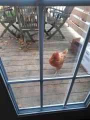 One of our backyard chickens coming to find me