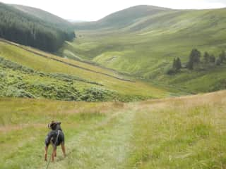 Tilly, walking local hills