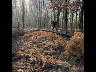 Off lead in forest. Very sporting dog.