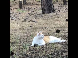 In his heart, George believes he is wild and free.  He loves the great outdoors