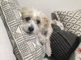 I am Gigi.  I live in Mission Viejo, California.  Rissa takes care of me when mom and dad go on a trip.  She loves me so much and always brings me special treats.