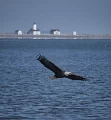 Bald eagles are a common sight. Dungeness Lighthouse in the back ground. You are able to walk to the lighthouse on the Dungeness spit.