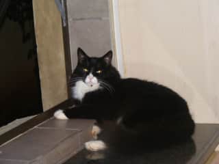 Phoebe relaxing