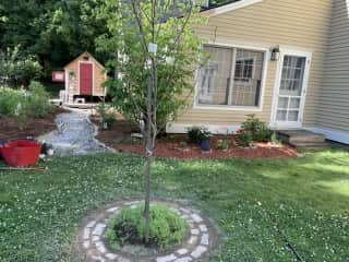 Coop and blueberries in backyard