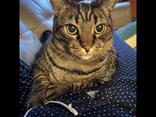 Stanley loves hunting socks. We keep a basket of old socks in the basement and he brings up 5-10 per day. Don't be alarmed.  He wails to announce each sock he catches.  He takes medicine for his heart and is very cooperative