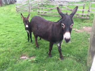 I love donkeys