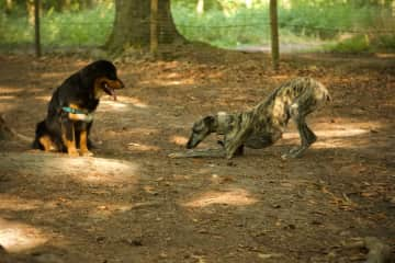 With friend Tuur in the dog park