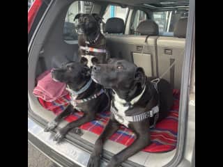 Lexi on the left, our beautiful Libby whom we lost in November and Soda, our granddog at the back