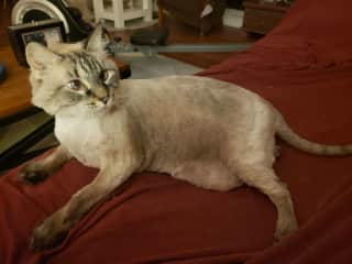 I shave Nina most summers, but she probably won't be this shorn in October.