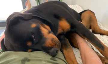 Kamea and I spent about four months together in Bonaire. We obeyed her service-dog commands and explored in town and beach swimming alike.