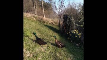 The ducks love to swim in their water basin. The number of ducks varies, depending of the hunger of the foxes.