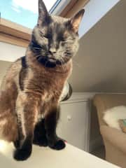 Sun cat