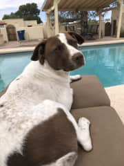 Captain likes lounging by the pool