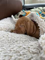 Riley all snug in her bed