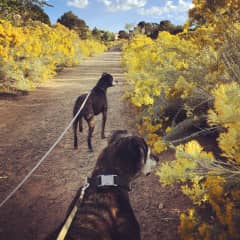 Lots of walking trails in the neighborhood!