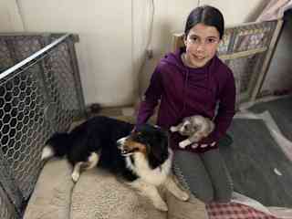 Corabelle volunteering at horse barn where she also loved helping with the Shelties.