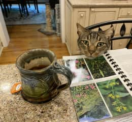 Hobbes with his cup of coffee, reading the wildflower book.