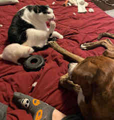 She loves to watch small animals and doesn't mind if they try and clean her fur and paws.