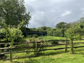Plum and greengage trees leading to the orchard