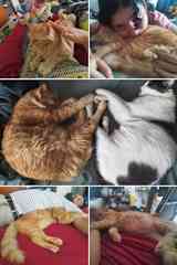 A nice collage of Oliver and Pichu, they are brothers, I couldn't adopt just one.
