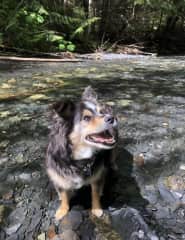 our dog Mack