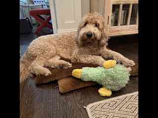 Philip loves his stuffed animals, especially green duckie!