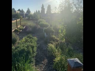 A local community garden where I volunteer. It’s a beautiful place to walk or sit with a book, a ten minute walk