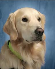 I said this is Mavericks yearbook picture from my school. He is a certified therapy dog and serves in our community.