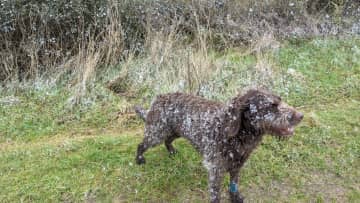 Kiko on a frosty walk . Very good off the lead, good recall , friendly and social