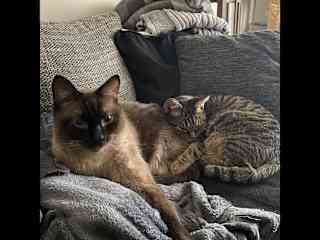 the cats of my partner in Switzerland i was living with for 4 years