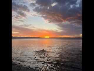 Chasing sticks and going forward a swim to fetch in calm water is a favourite past time