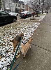 Moki and Baloo from Chicago on the hunt