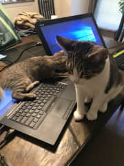 Molly and Bean! interrupting my work day. Guess it's time for a work break!