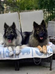 Guapo (l) with Finn (r)