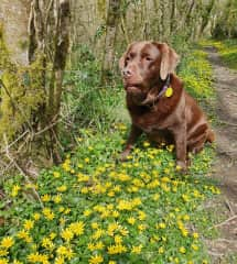 Yes I know these flowers match my collar, can I get on with my sniffing please?!