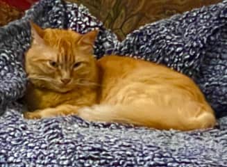 Sweet little Ginger