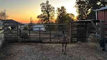 Funny little emus