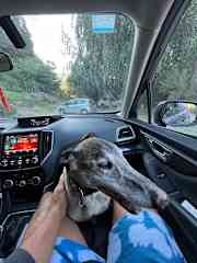 Taking Bolt for a walk in the mountains