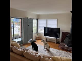 Living area (Arwen had eye surgery hence the cone)