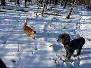 Juno and Merlin enjoying the walk together.