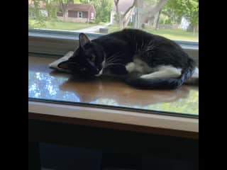 She loves to sleep by the picture window.