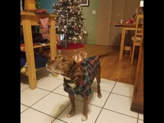 Cinder patiently waiting for Santa!  He is a Pibble / Cocker Spaniel Mix and loves Christmas!