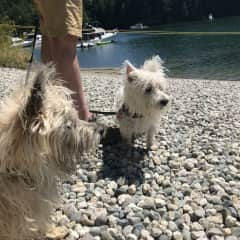 Dogs at the beach in Victoria BC