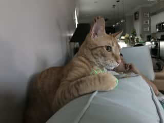 Taco in his "kitty trench" behind the couch pillows playing with his neon green spring toy